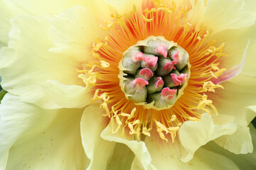 Golden Treasure Peony 