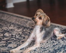 Brown And Black Yorkshire Terrier On Area Rug