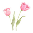Beautiful image with watercolor gentle blooming tulip flowers. Stock illustration.