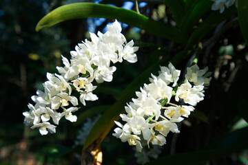 Wall Mural - White elephant orchids in the garden