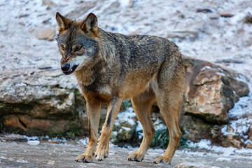 Wall Mural - Iberian wolf with wrinkled snout and showing teeth. Canis lupus signatus. Iberian Wolf Center. Zamora, Spain.