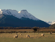 Sheep Grazing On Flat Land At Base Of Snowy Mountains In New Zealand