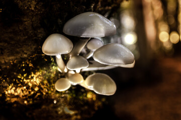 mushrooms on a tree