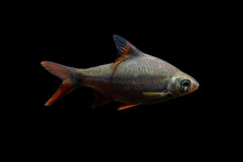 Barbonymus Schwanenfeldii Or Kaviat Fish Isolated On Black Background