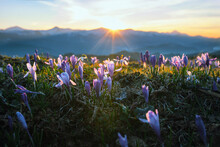 Crocus Flowers In The Mountains And Sunset