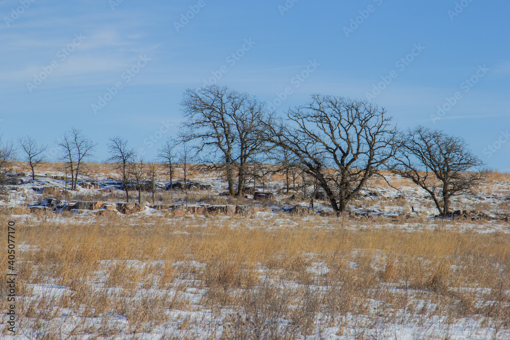 Bare Trees On Field Against Sky During Winter - obrazy, fototapety, plakaty 