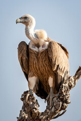 Wall Mural - Griffon vulture or Eurasian Griffon or Gyps fulvus closeup or portrait perched on tree during winter migration at desert national park jaisalmer Rajasthan India