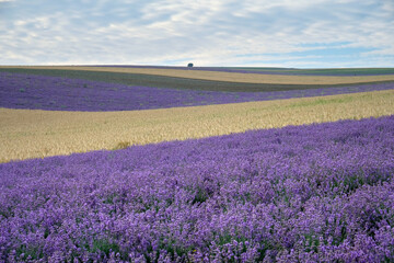 Rural landscape with fields of purple lavender and golden wheat