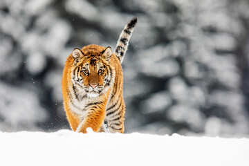 young male Siberian tiger Panthera tigris tigris staring and with snowy forest background