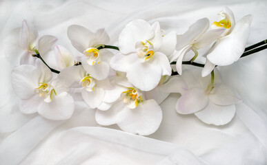 The branch of white orchids on white fabric background
