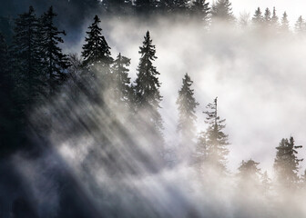 Aufkleber - Sunbeam over pine trees - abstract landscape with rays