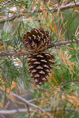 Canvas Print - Virginia pine (Pinus virginiana). Called Scrub Pine and Jersey Pine also