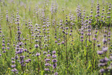 Fototapeta Lawenda - Lilac wild flowers and medicinal herbs in the field.