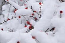 Cotoneaster Fruits Under Snow, Winter Background With Red Fruits And Snow