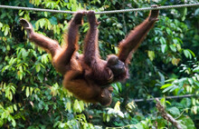 Borneose Orang-oetan, Bornean Orangutan, Pongo Pygmaeus
