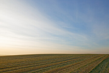 Wall Mural - green winter field in autumn at sunrise