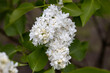 © Sergey - White lilac flower. Detailed macro view.