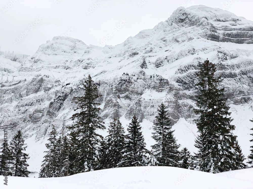 Snow Covered Pine Trees Against Mountain - obrazy, fototapety, plakaty 
