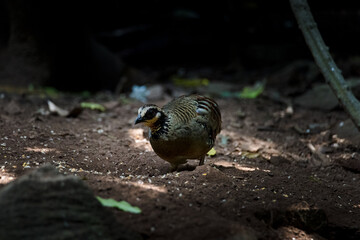 Wall Mural - Bar Backed Partridge bird foraging for food