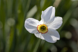 Fototapeta Miasto - White narcissus flower on a background of green leaves in sunny weather. Detailed macro view.