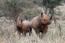 The Black Rhinoceros Or Hook-lipped Rhinoceros (Diceros Bicornis), Female With Young. Two Black Rhinos In A Thick Thorny Bush.