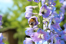 Beautiful Flowers Delphinium And Bumblebee. Close-up. Background. Scenery.