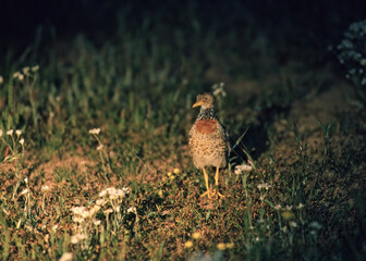 Wall Mural - Plains Wanderer, Trapvechtkwartel, Pedionomus torquatus