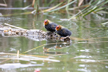 Two nestling fulica atra stands on a log against the backdrop of a pond.