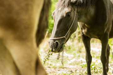 Black horse eating