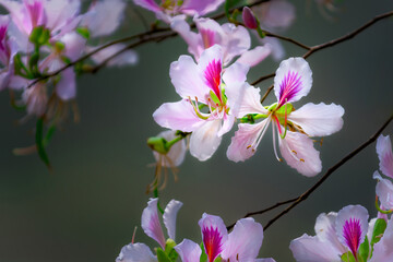 Ban flowers in the Northwest region of Vietnam