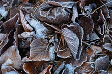 Brown Leaves On The Ground. Dry Frozen Leaves. Frost On Autumn Leaves