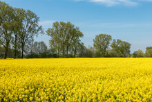 Yellow Rapeseed Field With Trees In The Background And Blue Sky