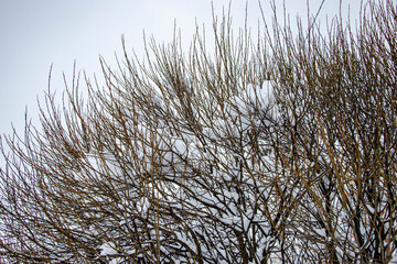 Snow on the tree branches. Winter View of trees covered with snow. The severity of the branches under the snow. Snowfall in nature