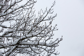 Snow on the tree branches.