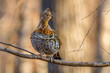 Ruffed Grouse (Bonasa umbellus) perched on a bare tree limb during autumn. Selective focus, background blur and foreground blur.
