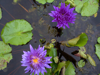 A close shot of 2 beautiful Purple Lotus Flower or waterlily  with green leaf in in pond