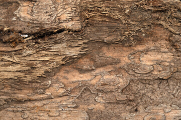 background old wood texture wood rotten dry