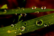 liść makro zielony z kroplami wody