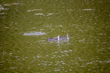 Wall Mural - Fulica atra birds swim in a green pond.