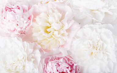 Wall Mural - beautiful aromatic fresh blossoming tender pink peonies texture, close up view. romantic background