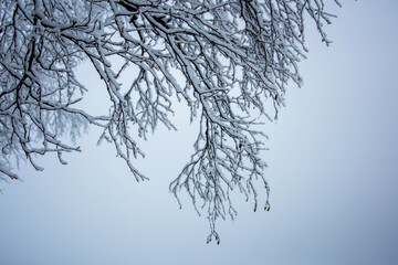 Wall Mural - branches of a tree in winter