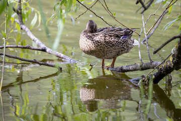 Wall Mural - A female mallard duck stands at the shore of a pond among the leaves.