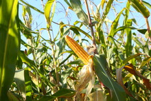Corn Pods On The Corn Plant,corn Field In Agricultural Garden 