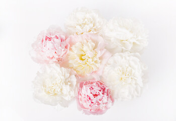 Wall Mural - beautiful aromatic fresh blossoming tender pink peonies texture, close up view. romantic background