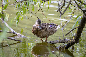 Wall Mural - A female mallard duck stands at the shore of a pond among the leaves.