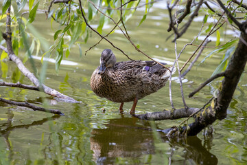 Wall Mural - A female mallard duck stands at the shore of a pond among the leaves.