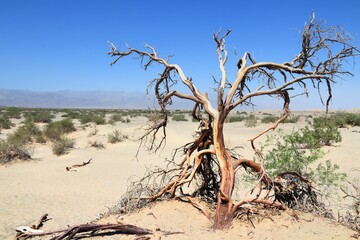 Sticker - American National Park - Death Valley