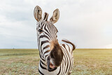 Fototapeta Konie - zebra funny chewing flirting making surprised face open mouth, talking, laughing, smiling. VIsiting reserve. Cute curious wild zebra looking to the camera. curious animal communicating. wild nature.