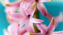Pink Hyacinth Flower  With Drops Of Dew, Macro On A Blue Blurred Background. Early Spring Hyacinth Flowers As Background Or Greeting Card. Close Up