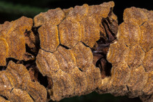 Female Cone Of Cardboard Palm Or Cardboard Cycad (Zamia Furfuracea)